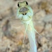 jawfish_yellowhead_dd_fc_v_0406_tci1608.jpg